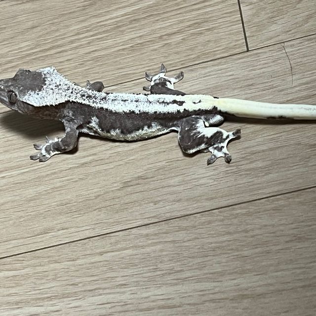 릴잔틱