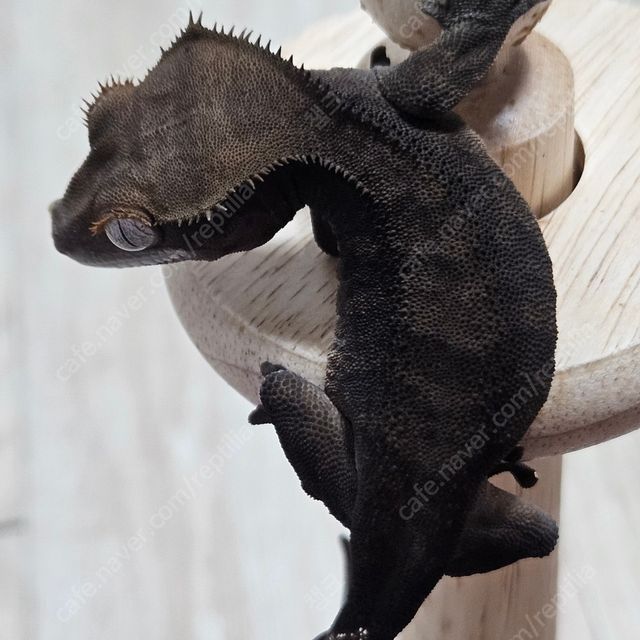 챠콜