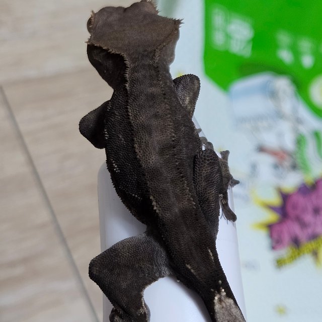 팬텀 챠콜 카푸치노