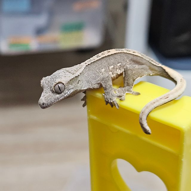 100%헷아잔틱