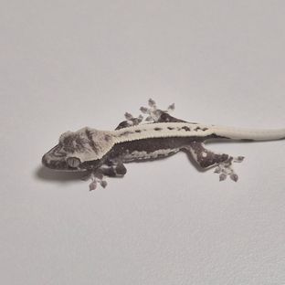 아잔틱 릴잔틱