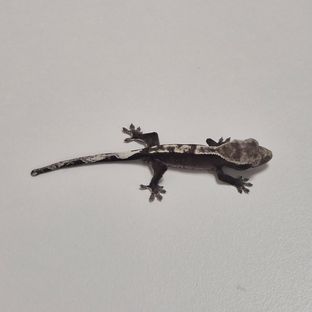 아잔틱