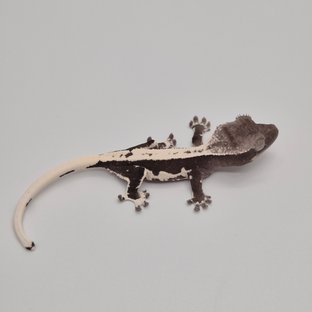 릴잔틱