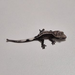 아잔틱 핀스트라이프