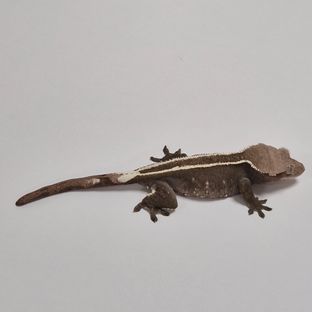 엘라