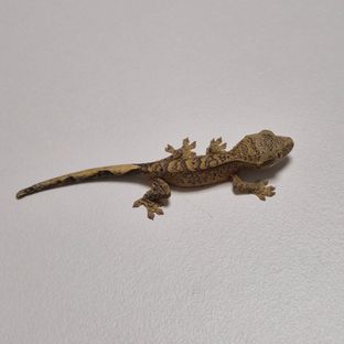 슈퍼달마시안