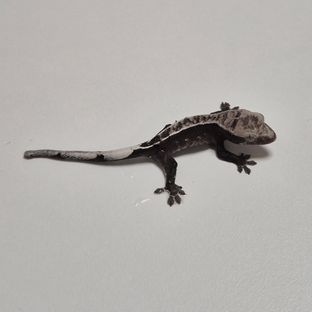 아잔틱 핀스트라이프