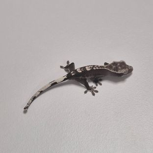 아잔틱