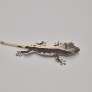 릴잔틱