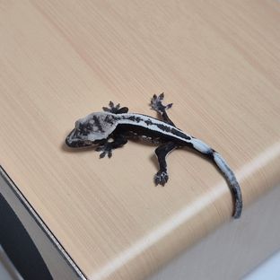 아잔틱 풀핀