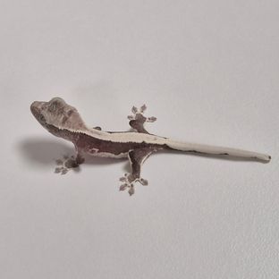 아잔틱 릴잔틱