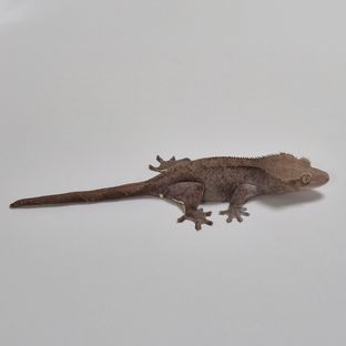 벨라