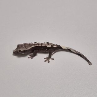 아잔틱