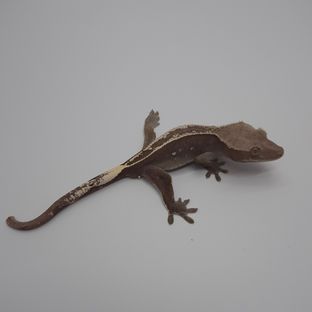 크루