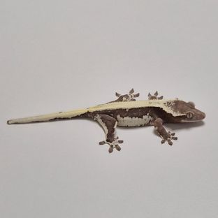 럭키
