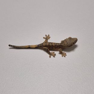 슈퍼달마시안