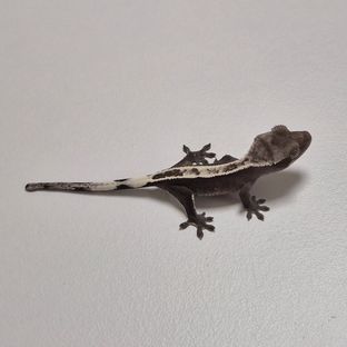 아잔틱 풀핀