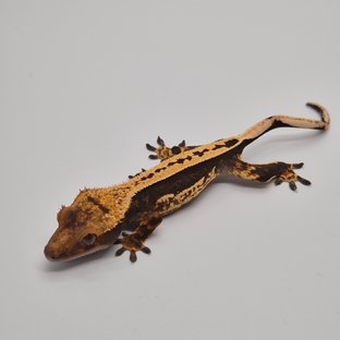 100%헷아잔틱 슈퍼스트라이프