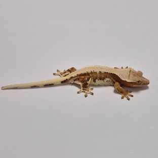 렐라