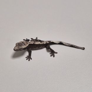 아잔틱