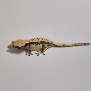 카라멜