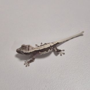아잔틱 릴잔틱
