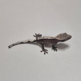 아잔틱