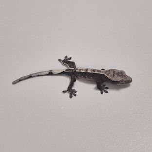 아잔틱