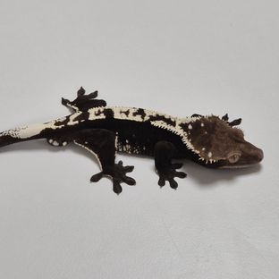 삐용