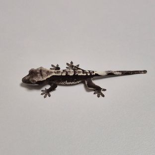 아잔틱