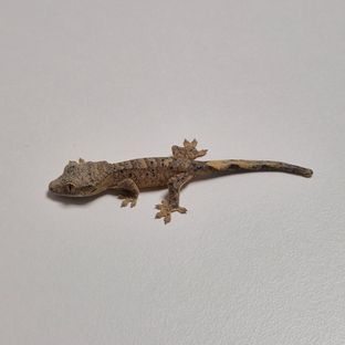 슈퍼달마시안