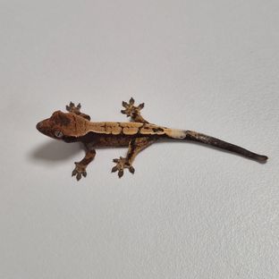 세이블