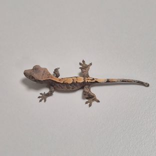 세이블