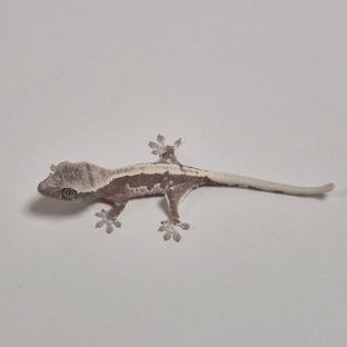 아잔틱 릴잔틱