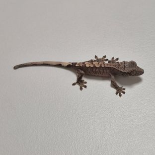 100HET-SB1