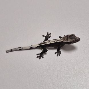 아잔틱 풀핀