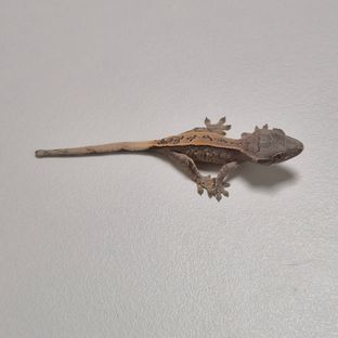 세이블