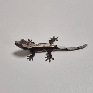 아잔틱