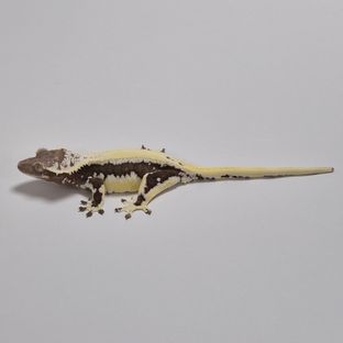 루시