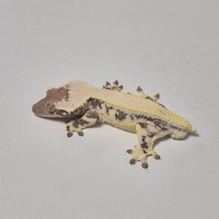 백룡