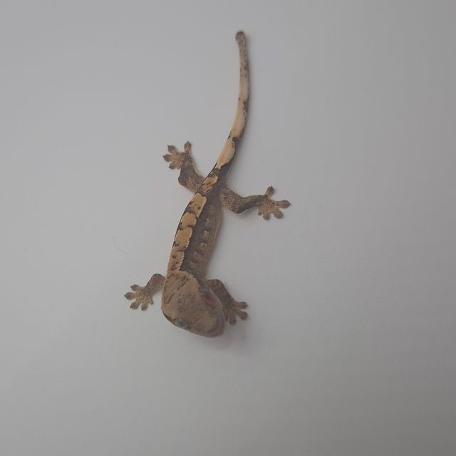노멀 익스트림할리퀸 트라이