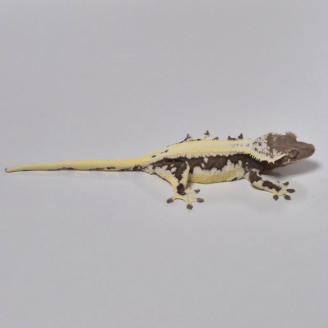 릴잔틱