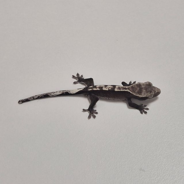 아잔틱