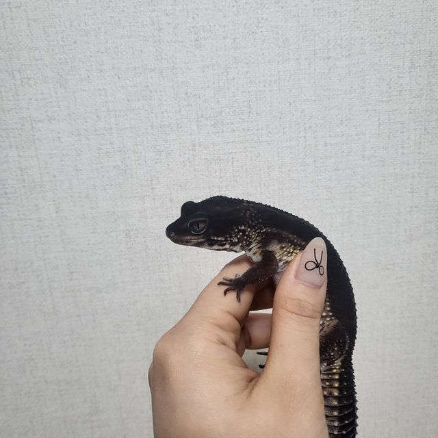 블랙나이트