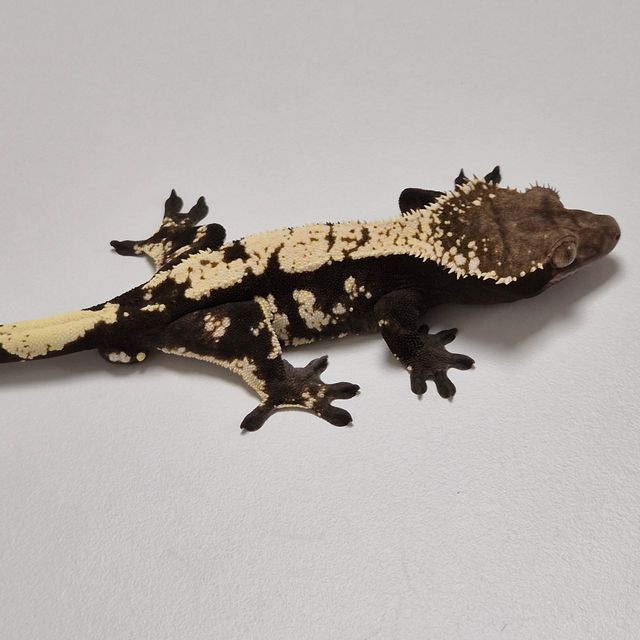 세이블