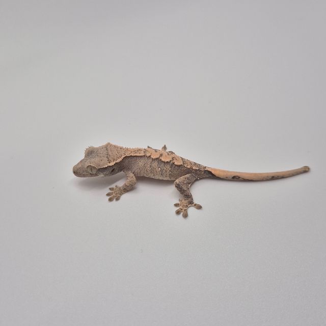 트라이 할리퀸 바브