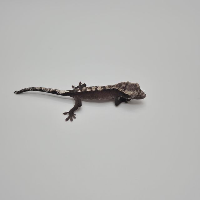 아잔틱
