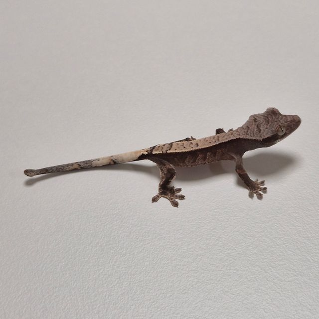 카푸치노 100%헷아잔틱