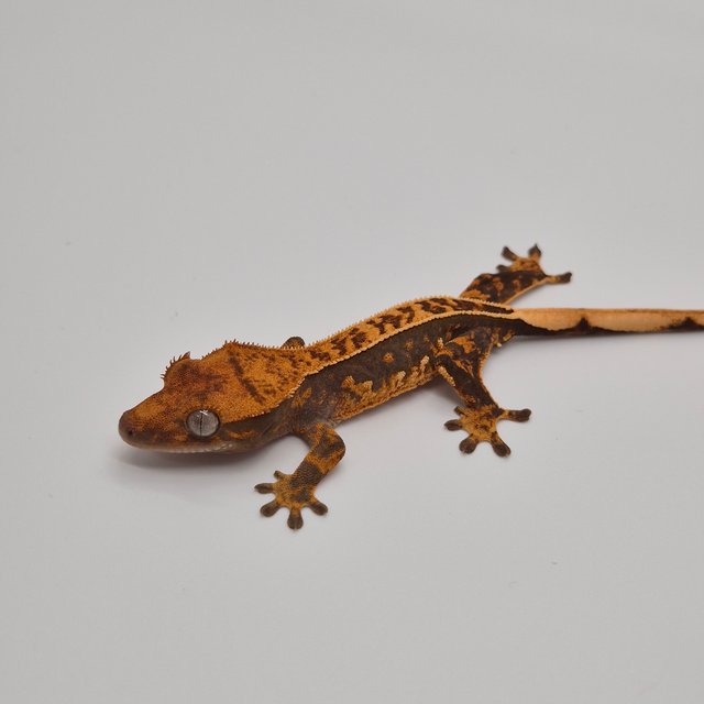 100%헷아잔틱 풀핀