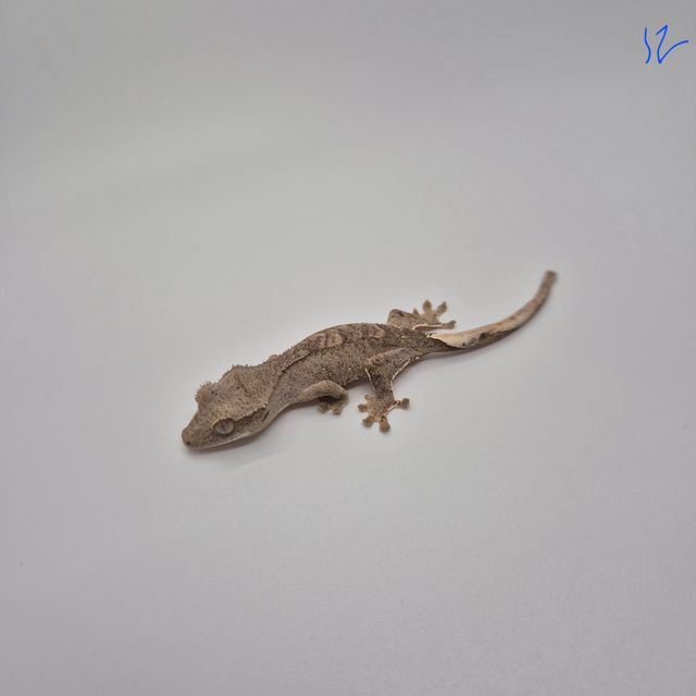 벅스킨 다크
